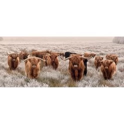 All Seasons Posterslonghorns 110 X 45 Tuinposter