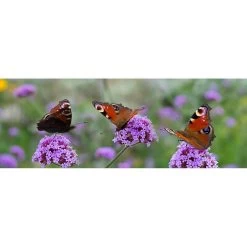 All Seasons Postersvlinders 110 X 45 Tuinposter